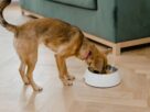 healthy-dog-food-toppers